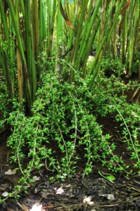 Cardamom-plant-with-buds-500x750